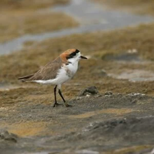 Charadriidae Collection: Puna Plover