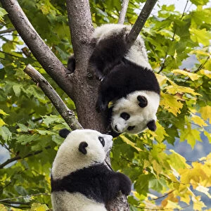 Asia, China, Wolong, Giant Panda, Part of the UNESCO Man and Biosphere Reserve Network