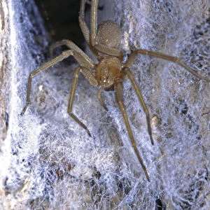 Spiders Collection: Brown Recluse Spider