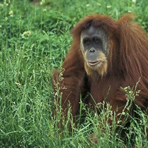 Sumatran Orangutan, Pongo pygmaeus