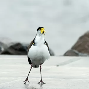 Charadriidae Collection: Masked Lapwing