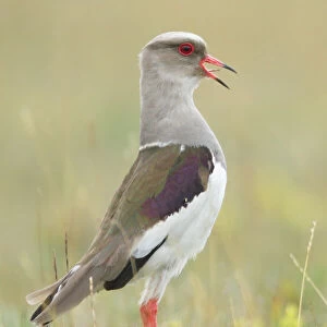 Charadriidae Collection: Andean Lapwing