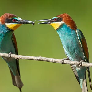 Bee-eater Pearching Pair