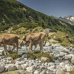 Cows in Zemmgrund valley with Zemmbach stream, Ginzling, Zillertal valley, Tyrol, Austria