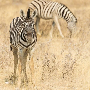 Young Plains Zebra or Burchells Zebra -Equus quagga burchelli- standing in dry grass, Etosha National Park, Namibia