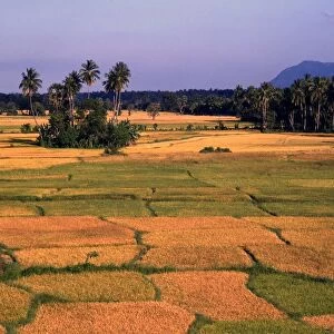 Sri Lanka Rice Fields