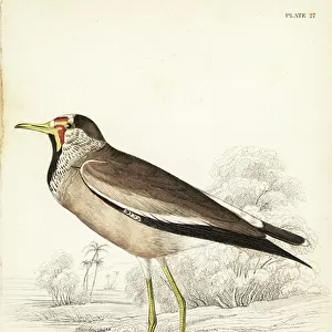 Charadriidae Collection: Senegal Lapwing