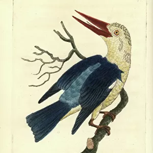 Kingfishers Collection: Grey Headed Kingfisher