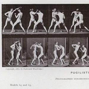The Human Figure in Motion: Pugilists, Boxing (b / w photo)