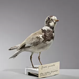 Charadriidae Collection: Common Ringed Plover