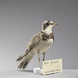 Charadriidae Collection: Little Ringed Plover