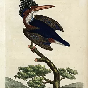 Kingfishers Collection: Crested Kingfisher
