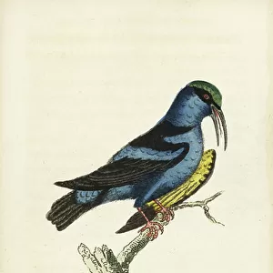 Tanagers Collection: Red Legged Honeycreeper