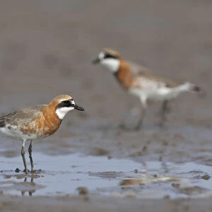 Charadriidae Collection: Lesser Sand Plover