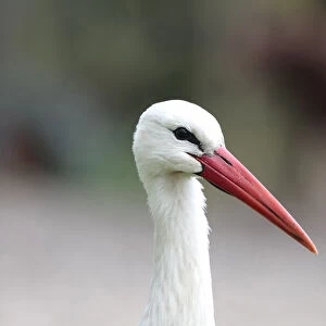 White Stork close up of head Netherlands, Ciconia ciconia