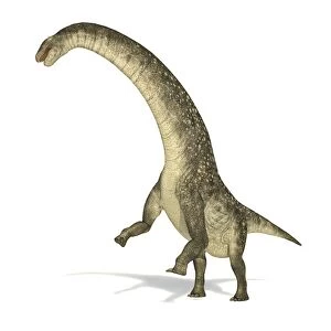 Titanosaurus dinosaur on white background