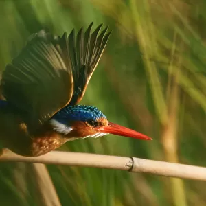 Kingfishers Collection: Red Backed Kingfisher