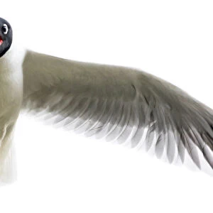 Charadriiformes Collection: Andean Gull