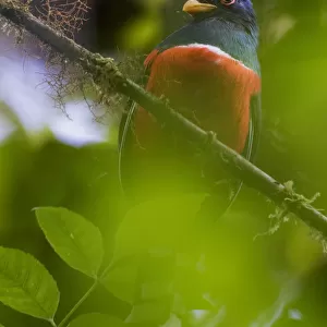 Trogons Collection: Collared Trogon