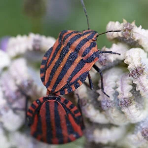 Hemiptera Collection: Black Stink Bug
