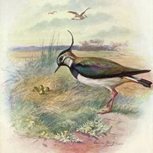 Charadriidae Collection: River Lapwing