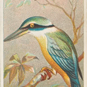 Kingfishers Collection: Pacific Kingfisher