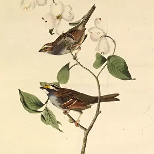 Bunting And American Sparrows Collection: White Throated Sparrow