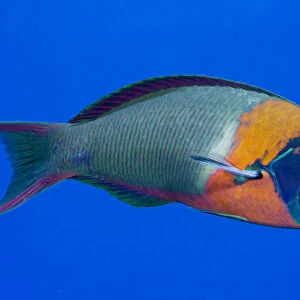 USA, Colorful Fish In Open Water; Hawaii, Saddle Wrasse (Thalassoma Duperrey)