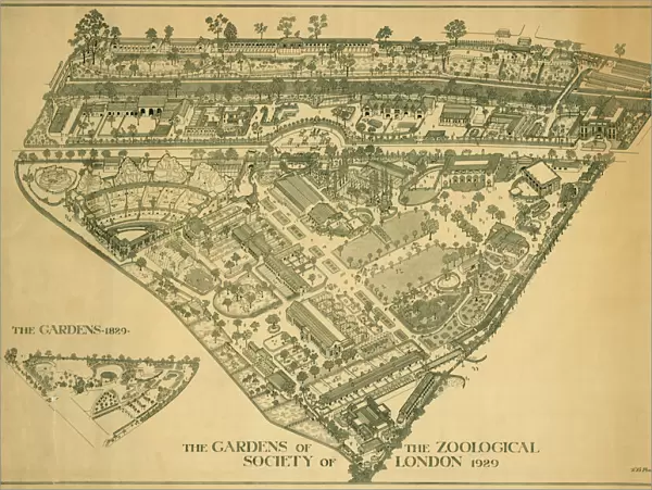 London Zoo 1929 MD93_07025