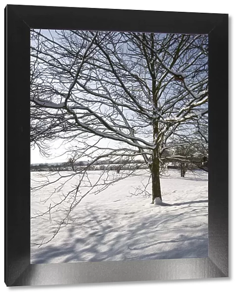 Eltham snowscapes DP073325