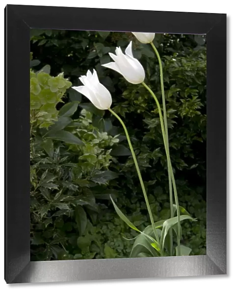 White tulips DP139600
