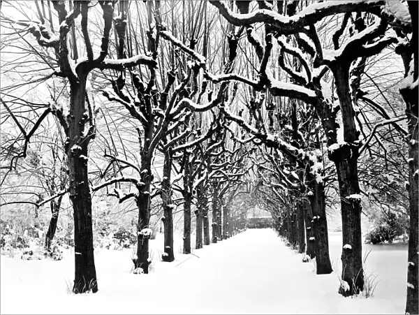 Lime Walk in the snow CC54_00329