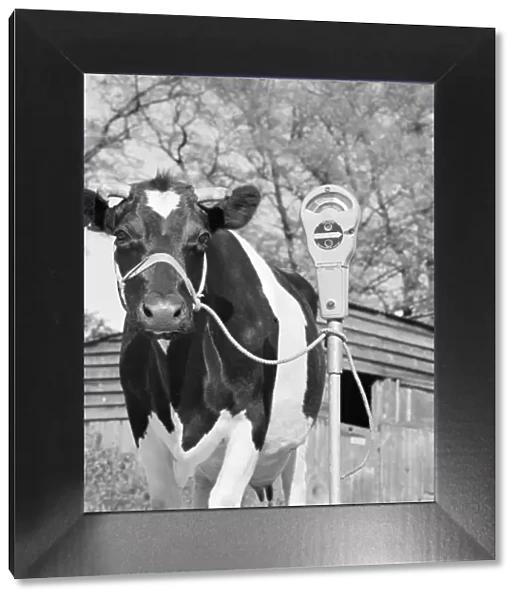 Friesian cow a067430