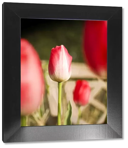 Tulips N071206