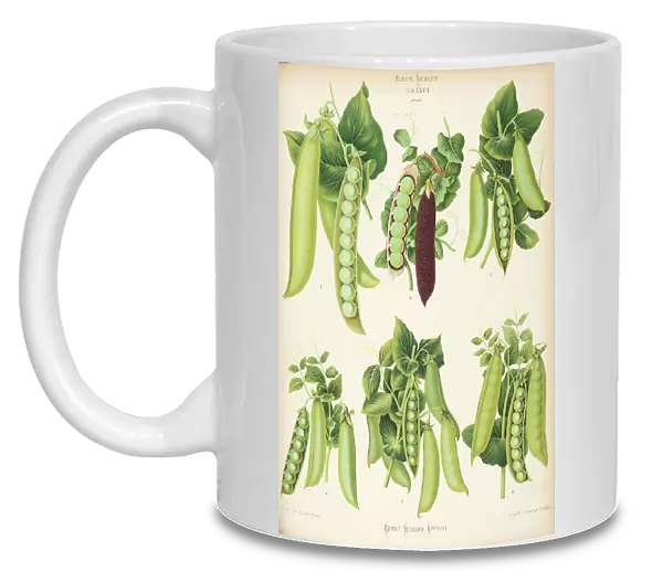 Varieties of pea (Pisum sativum) - second