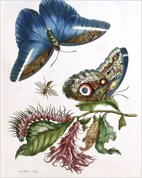 Butterfly illustration by Maria Sibylla Merian