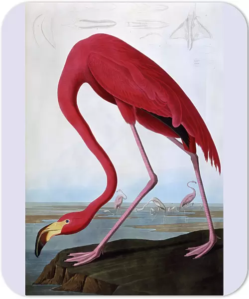 American Flamingo, by John James Audubon