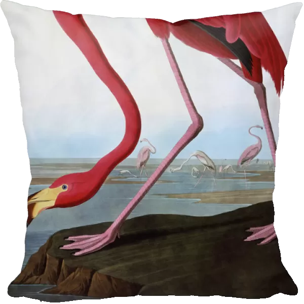 American Flamingo, by John James Audubon