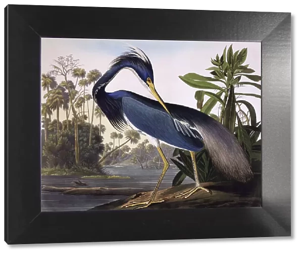 Louisiana Heron, by John James Audubon