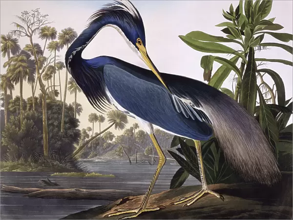 Louisiana Heron, by John James Audubon