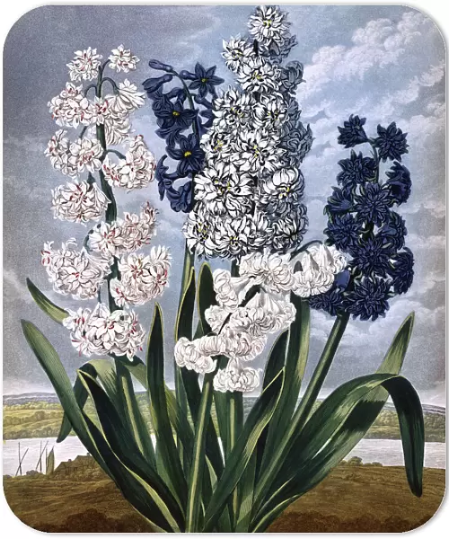 Hyacinths, engraved by Warner afters Edwards, in a book entitled The Temple