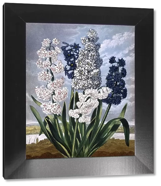 Hyacinths, engraved by Warner afters Edwards, in a book entitled The Temple