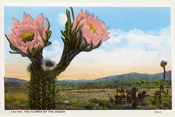 Cactus - The Flower of the Desert - Arizona, USA