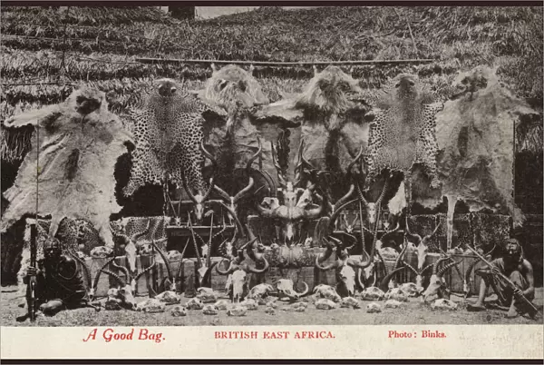 Hunting Trophies - A Good Bag - British East Africa
