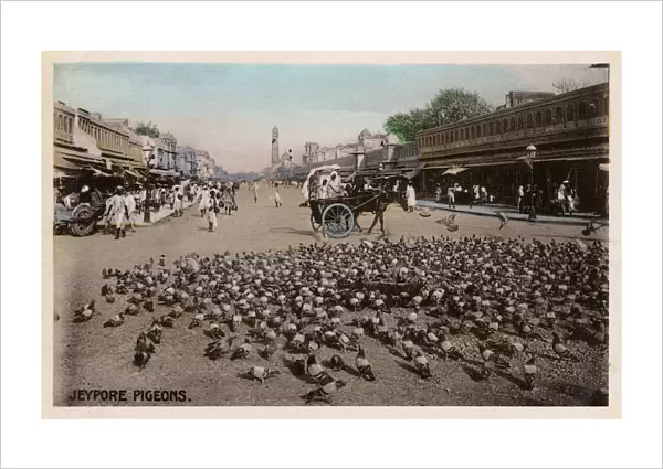 Jaipur, Rajastan, India - Pigeons