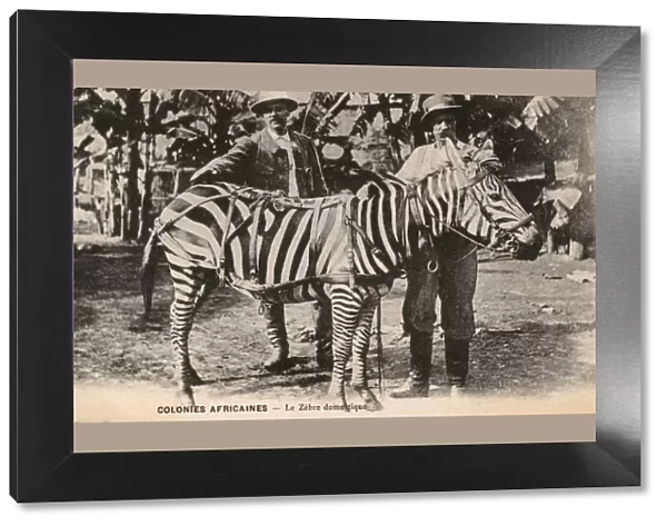 Gabon, Africa - Domesticated Zebra and two colonials