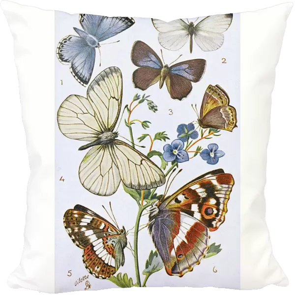 British Butterflies - Various