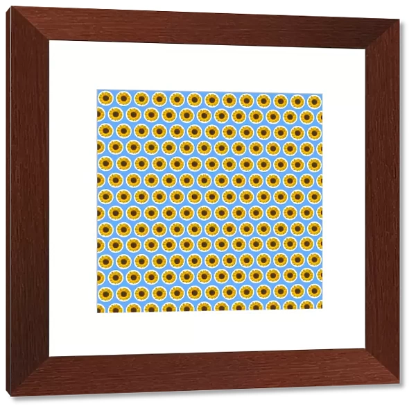 Repeating Pattern - Sunflowers - Blue Background