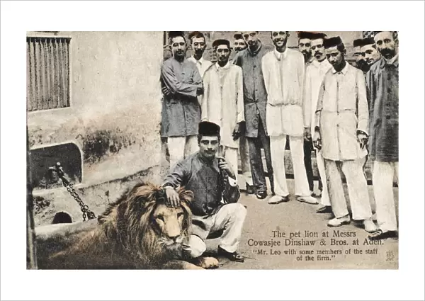 Pet Lion at Company in Aden, Yemen