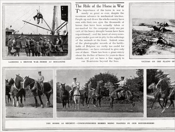 The Role of the horses in WWI 1914